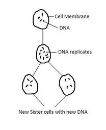 Cell Division