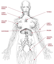 Lymphatic System